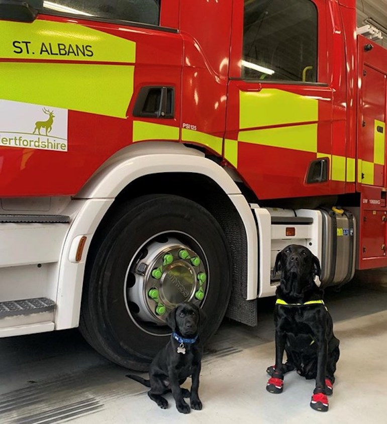 New fire puppy Loki with his mentor Reqs. (Herts FRS)