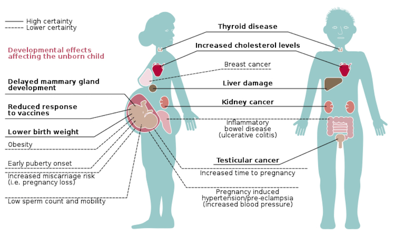 Long-term exposure to PFAS is detrimental to human health. (Credit: European Environment Agency, Wikimedia Creative Commons)